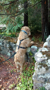 charlie on wall